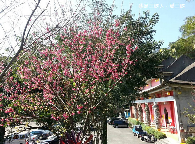 2014/1/19在三峽區插角里的李山神宫美麗的風景依舊！櫻花、山茶花盛開著！