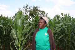Sophie Mabhena is embracing the South African government’s policy to implement biotechnology in farming by growing genetically modified maize, but anti-GM experts caution that this does not necessarily lead to food security. Credit: Busani Bafana/IPS