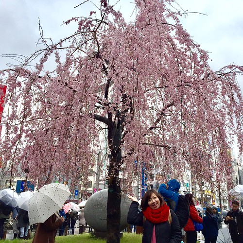 日本看櫻花
