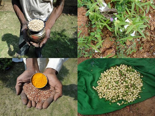 Medicinal Rice Formulations for Management of Diabetes Type 2 (Third Stage) from Pankaj Oudhia’s Medicinal Plant Database by Pankaj Oudhia