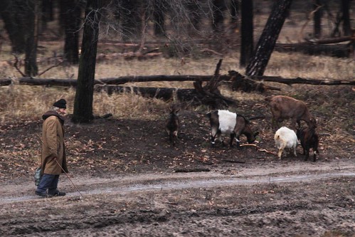 Russian man herds goats beside the railway tracks