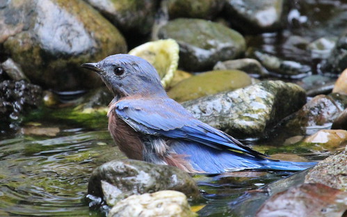 Mr. Bluebird is in my pond. by ricmcarthur