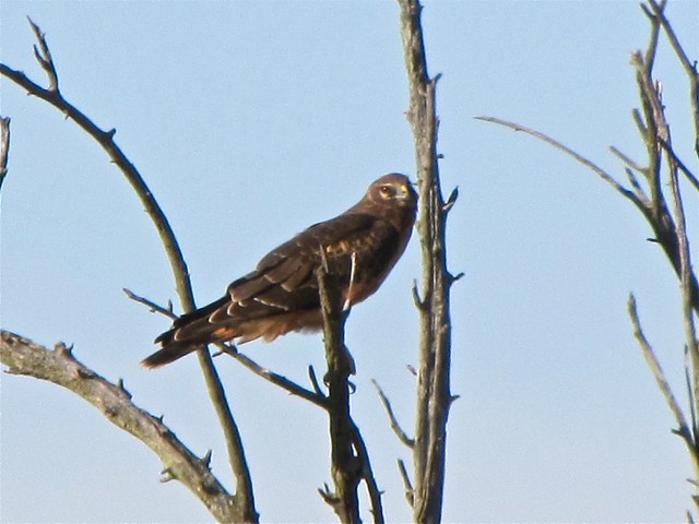 Northern Harrier at Goose Lake Prairie State Park in Grundy County, IL 04