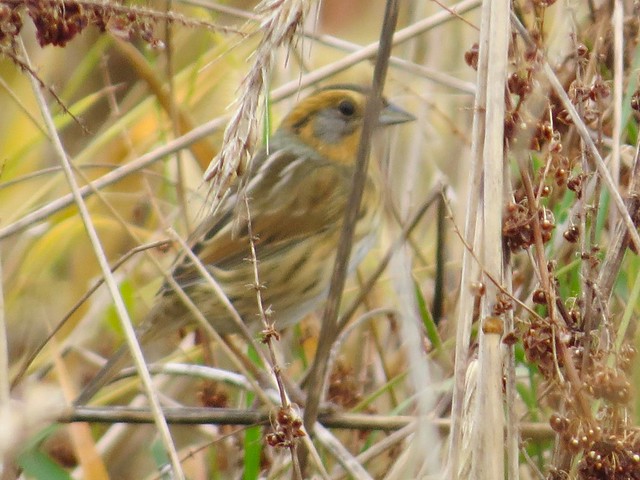 Nelson's Sparrow at the Kenneth L. Schroeder Wildlife Sanctuary in McLean County 01