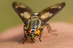 Diptera: Brachycera: Tabanidae