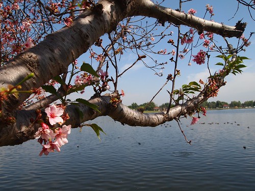 Lake Balboa Cherry Blossoms 2014 - 35