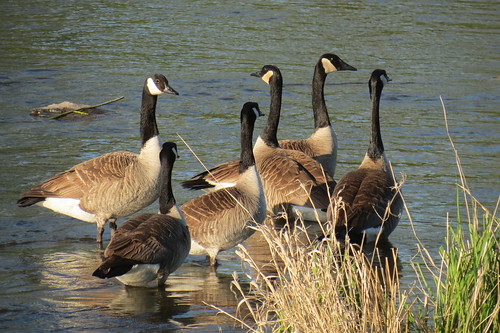 Bernaches  - Geese 2013 002 by Diane G....