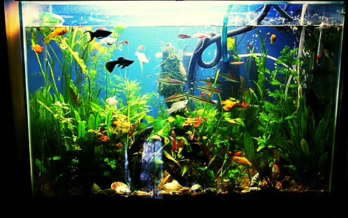 Marziyas Fish Tank by firoze shakir photographerno1