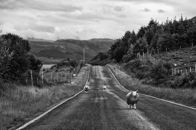 Highland Sheep - Scotland