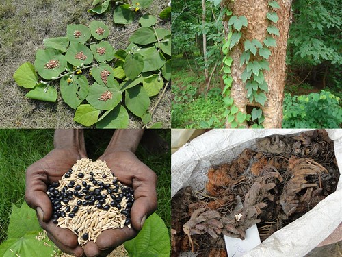 Medicinal Rice Formulations for Diabetes and Cancer Complications, Heart and Kidney Diseases (TH Group-98) from Pankaj Oudhia’s Medicinal Plant Database by Pankaj Oudhia