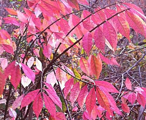 Bright November Leaves (Closeup) by randubnick