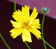 Flowers - Yellow