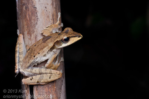 Darked-eared Tree Frog (Polypedates macrotis) IMG_2665 copy