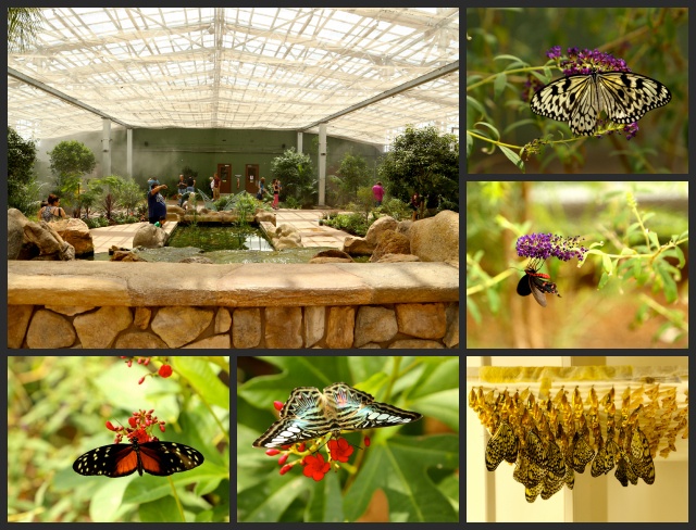 Butterfly Wonderland Collage