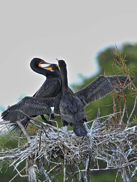 Double-crested Cormorant feeding chicks 03-20131210