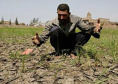 2008年六月，開羅東北部的村莊已經70天沒有下雨。一位埃及農夫看著枯壞的稻作傷神（ENS提供，Nasser Nouri攝）。