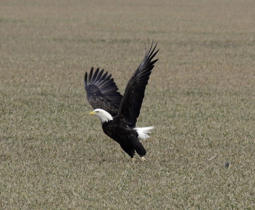 Bald Eagle Taking Flight by hattonweeks