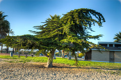 Cypress at the Beach (365-083)