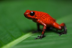 Amphibians (Costa Rica)
