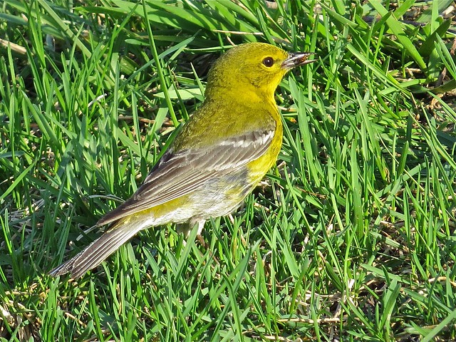 Pine Warbler at Ewing Park in Bloomington, IL 16