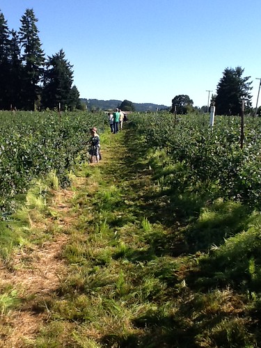 July 10 2013 Blueberry picking with Bunkers (9)