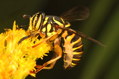 Syrphids