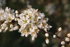 Prunus spinosa - Schlehdorn, Schlehen