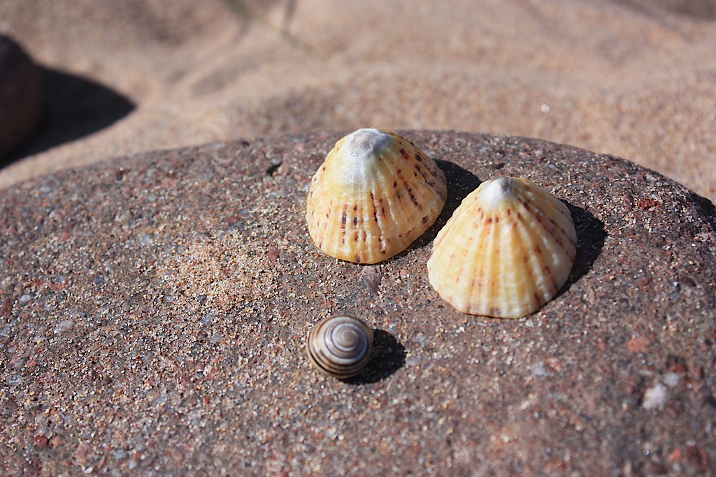 Shells at Sandwood Bay