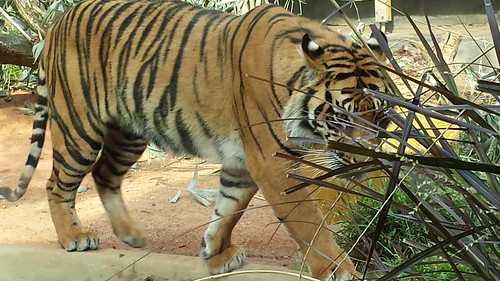 Taronga Zoo: Sumatran Tiger