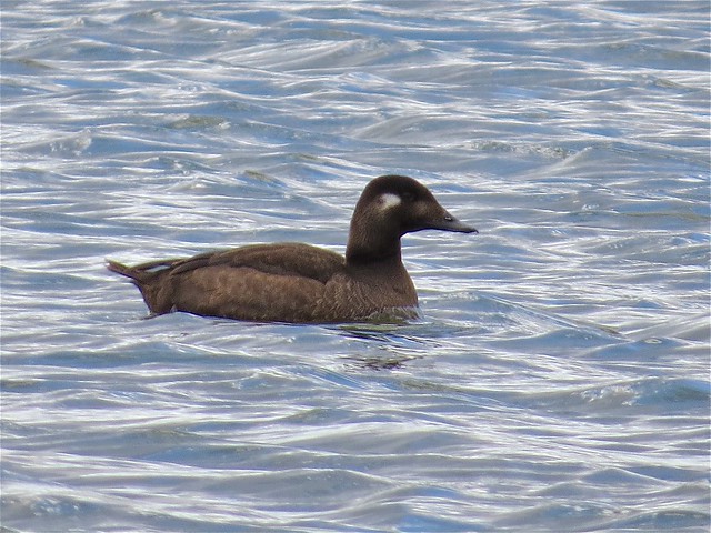 White-winged Scoter at White Oak Park in Bloomington, IL 34