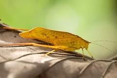 Orthoptera (Vietnam)