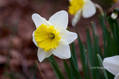 Daffodils - Narcissus Family