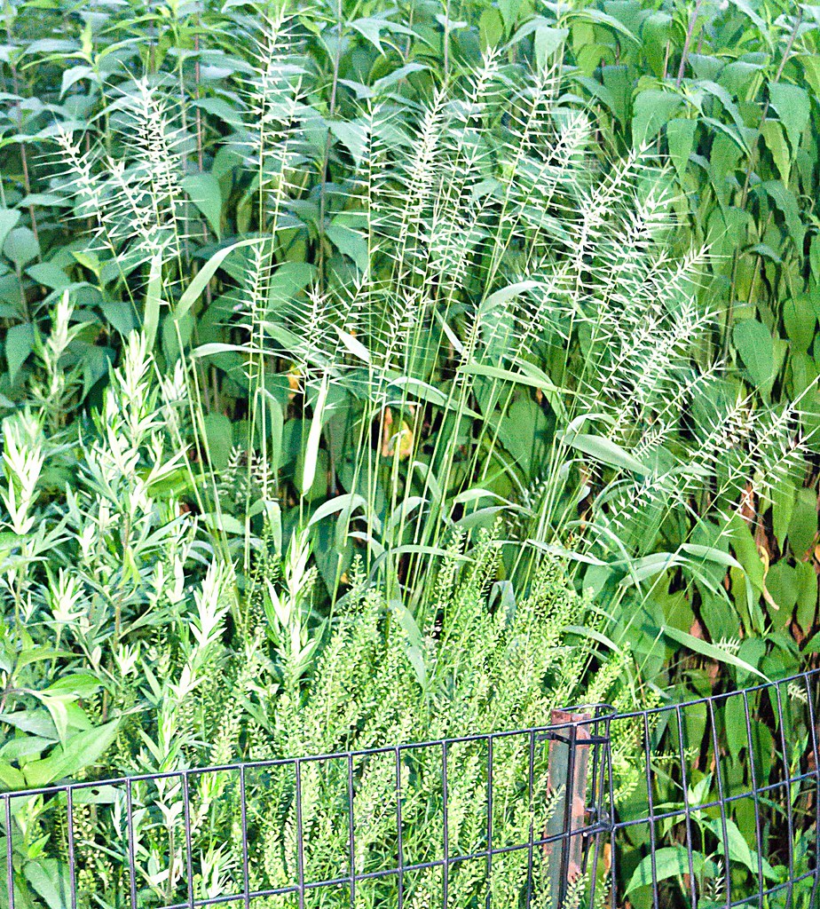 weeds and a fence in Central Park 20130629-DSC_3147.jpg