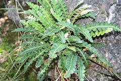 Aspleniaceae