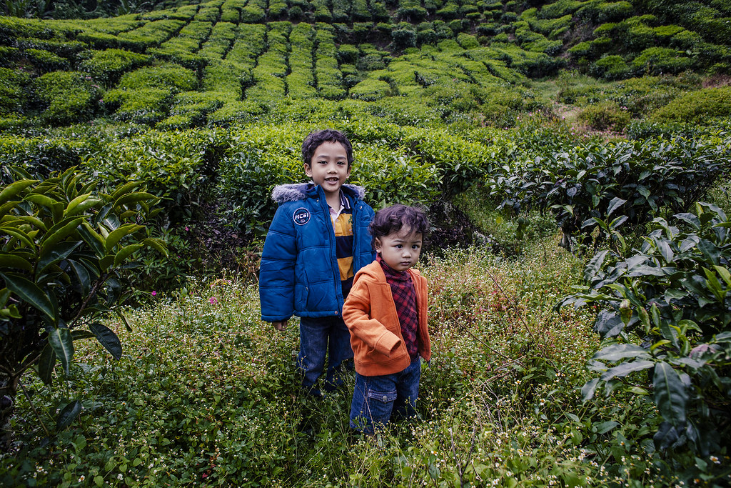 We are Brothers | Habu Boh Tea Plantations | Cameron Highlands