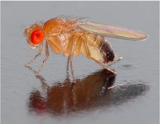 果蠅。作者André Karwath，取自http://en.wikipedia.org/wiki/File:Drosophila_melanogaster_-_side_(aka).jpg。本圖符合CC授權。