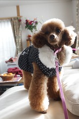 2013 Laika, the toy poodle