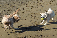 Nudgee (dog-) beach