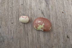 20131221-兩種品種的皇帝豆-1