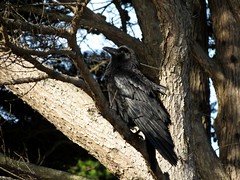 Birds - Jays , Crows