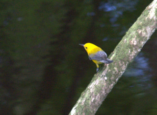 Prothanotary Warbler