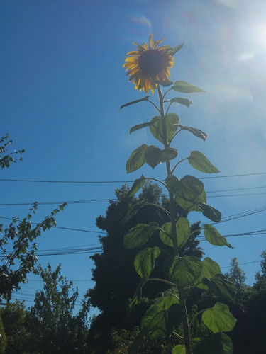 DSCN7010 - Sunflower, June 2013