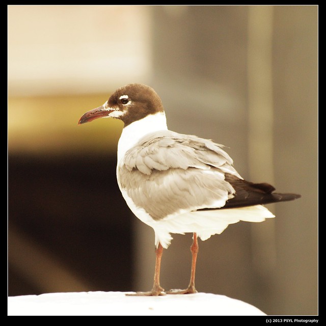 Laughing Gull (Leucophaeus atricilla)