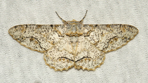 Tea Looper Moth (Biston suppressaria, Ennominae, Geometridae)