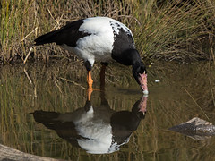 Anseranatidae - Magpie Goose
