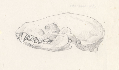 fig4. 鼬獾的頭骨。