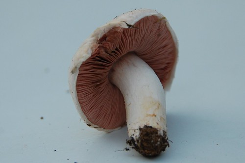field mushroom