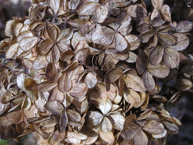 Hydrangea paniculata 'Vanilla Fraise'