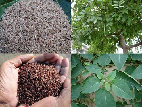Validated and Powerful Medicinal Rice Formulations for Diabetes (Madhumeha) and Cancer Complications and Revitalization of Kidney (TH Group-148) from Pankaj Oudhia’s Medicinal Plant Database by Pankaj Oudhia