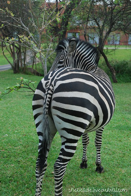 zebra butt